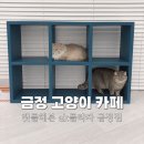 캣플헤븐 AK플라자금정점 | 금정 고양이카페 캣플헤븐 ak플라자 금정점 | 주차 실내데이트