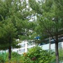 안청초등학교 이미지