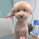 스담멍스 이미지