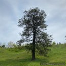 화개송이민박 | 전남 구례 가볼만한 곳_지리산치즈랜드,산수유마을,화개장터,하늘호수차밭쉼터
