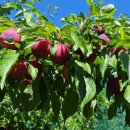 홍천애플비발디파크 이미지