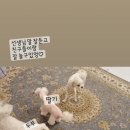 도그니엘(DOGNIEL) 이미지