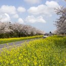 가시리 유채꽃길 이미지