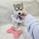 라이프독 시흥점 24시 강아지분양 고양이분양 | 강원도 원주시 단구동 강아지무료분양 허스키