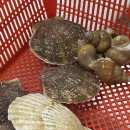 바다활어 | 바다회활어 삼척 회포장 맛집 가리비 전복 후기