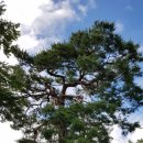 순흥의 연리지송 이미지