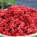 거창오미자영농조합법인 이미지