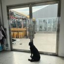 글라스하우스 | 강원도 애견카페 고성 글라스하우스