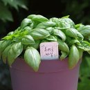 기타놀이 이미지