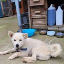 백구로-1 이미지