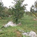 감나무한의원 이미지