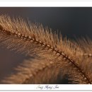 나는강아지 이미지