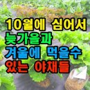수야채
