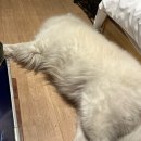 펫뛰뛰 | 청주 애견동반 글램핑 | 멍글멍글 펫글램핑(대형견동반)