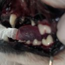 용인도담동물병원 이미지