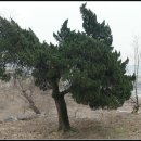 양계정사 이미지