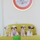 몽쉘댕댕 이미지