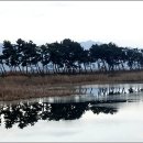 소나무풍경 이미지