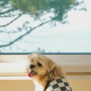 쉼표고성 이미지