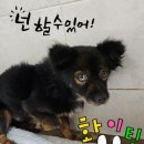 팅커벨 이미지