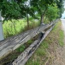 풍영정길 이미지