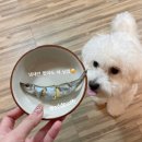 오도독캣 이미지