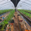 조광농장 이미지