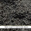 함양군 철갑상어 영어조합 이미지