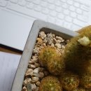 묵동-041 | 2021年 4月 12日 이번주 인기글 / 선인장 이야기 추가