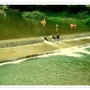 가평연리지 이미지