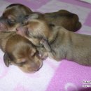 착한애견 이미지