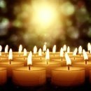 백꽃사랑하이빛 이미지