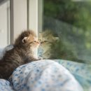 더힐동물병원 이미지