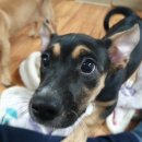 초코초코PC 이미지