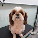 리리 펫살롱 이미지