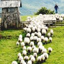 동화목장 이미지