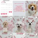 유니댕댕 이미지