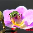 청개구리