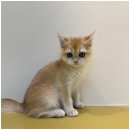 대구펫 강아지분양 고양이분양 이미지