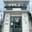 광주강아지분양 블랑펫 이미지