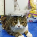 행복한 고양이 이미지