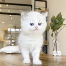 수원고양이분양 고사남 본점 이미지