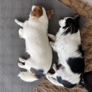 호야별 애견유치원 이미지