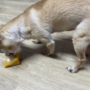 멍뭉한입 이미지