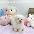 강아지분양 마이댕냥 일산점 네이버블로그