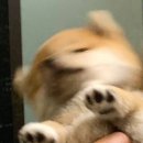 백가꼬막짬뽕