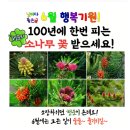 6월 맞이! 100년에 한번피는 '행운의 소나무꽃' 전송요 이미지