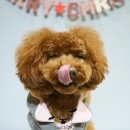 숑숑펫살롱 이미지