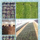 우수농장 이미지