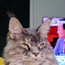 티피쿤(TIPPYCOON) 이미지